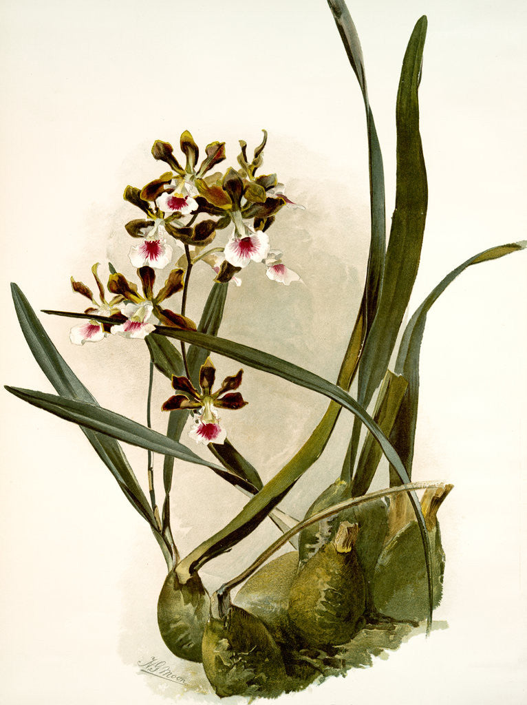 Detail of Epidendrum atro-purpureum var randianum by F. Sander