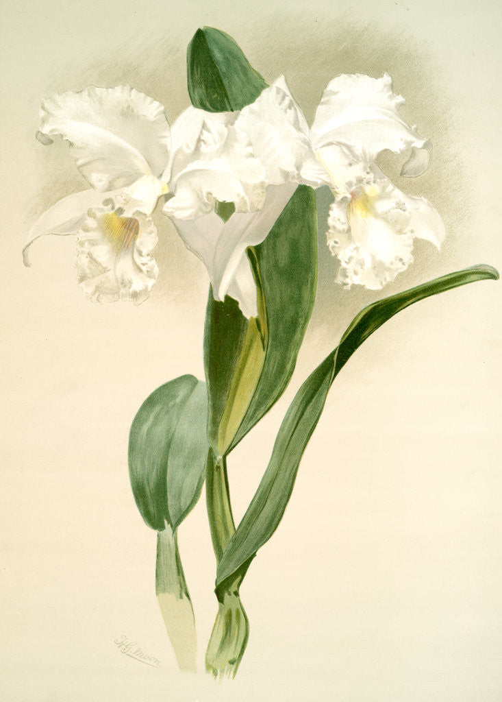 Detail of Cattleya mendelii quorndon house var by F. Sander