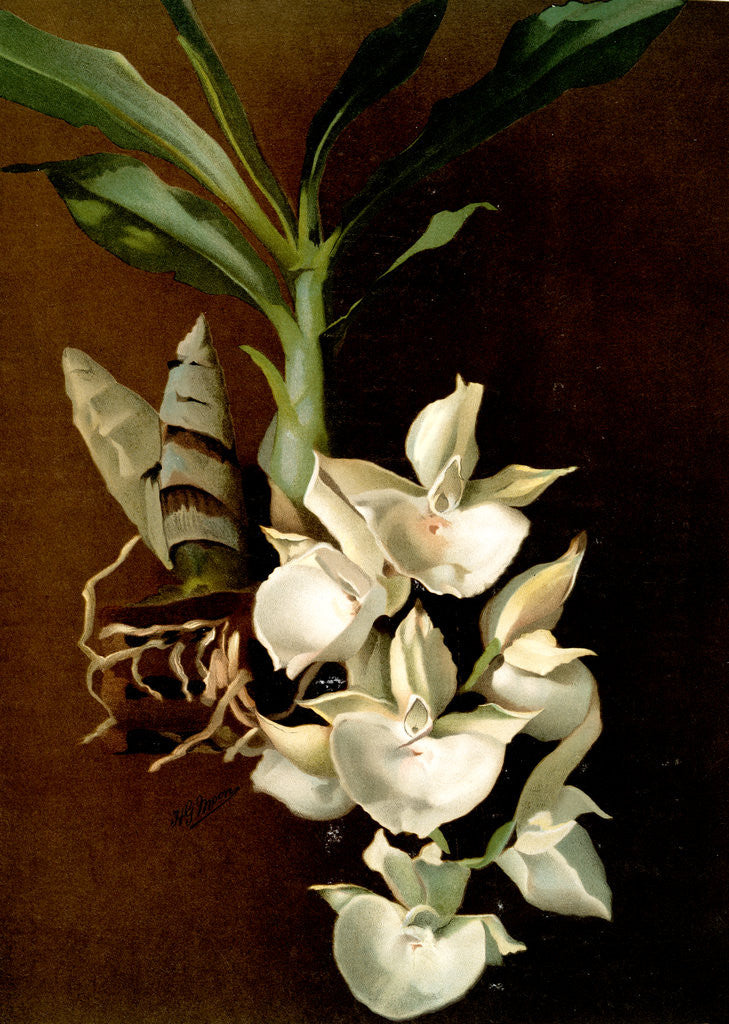 Detail of Catasetum bungerothii by F. Sander