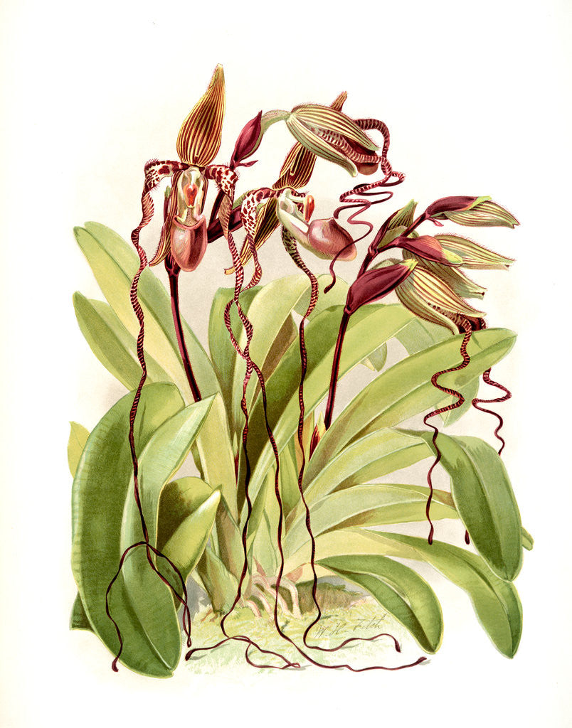 Detail of Cypripedium sanderianum by F. Sander