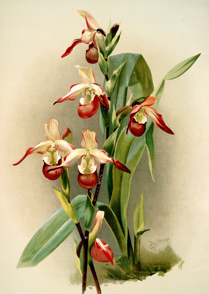 Detail of Cypripedium lemoinierianum by F. Sander