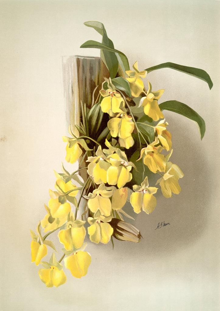 Detail of Onicidium concolor by F. Sander