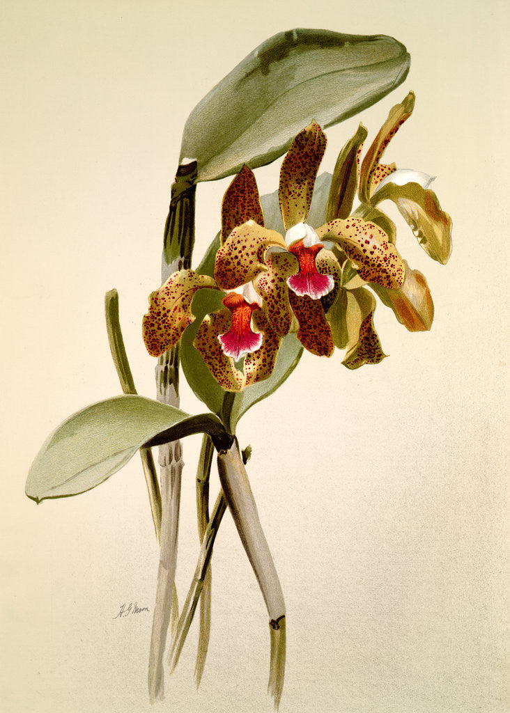 Detail of Cattleya granulosa var schofieldiana by F. Sander