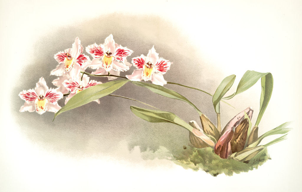 Detail of Odontoglossum crispum Kinlesideanum by F. Sander
