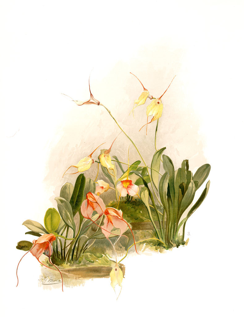 Detail of Hybrid masdevallias, courtauldiana, geleniana, measuresiana by F. Sander