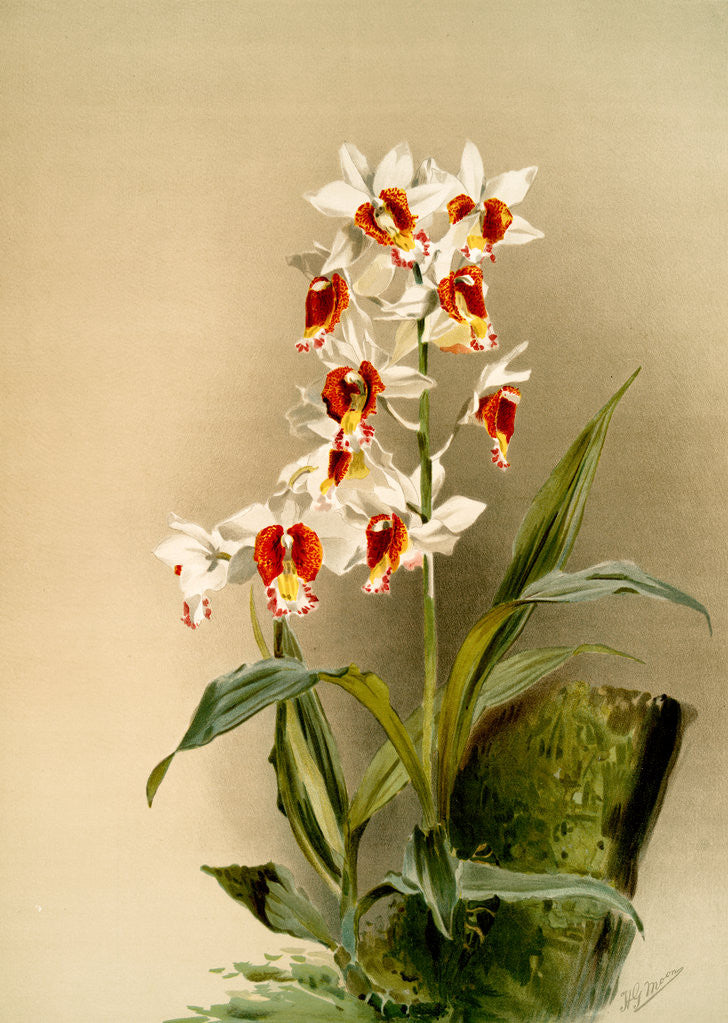 Detail of Phaius tuberculosus by F. Sander