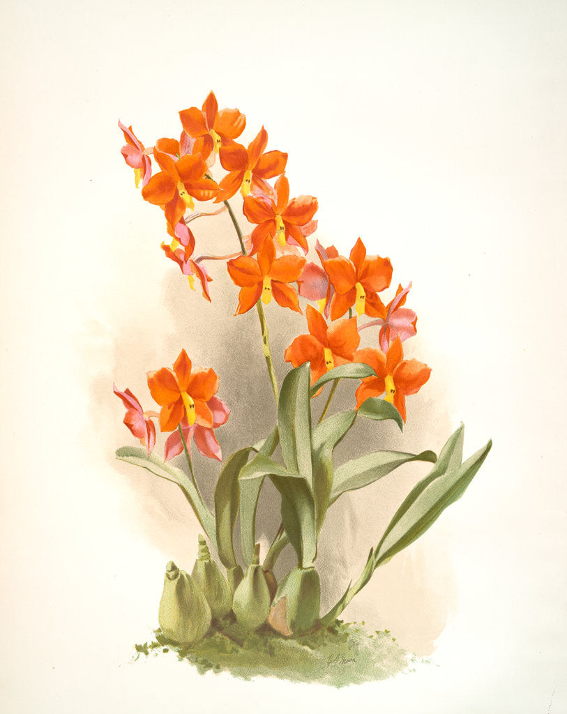 Detail of Epidendrum vitellinum by F. Sander