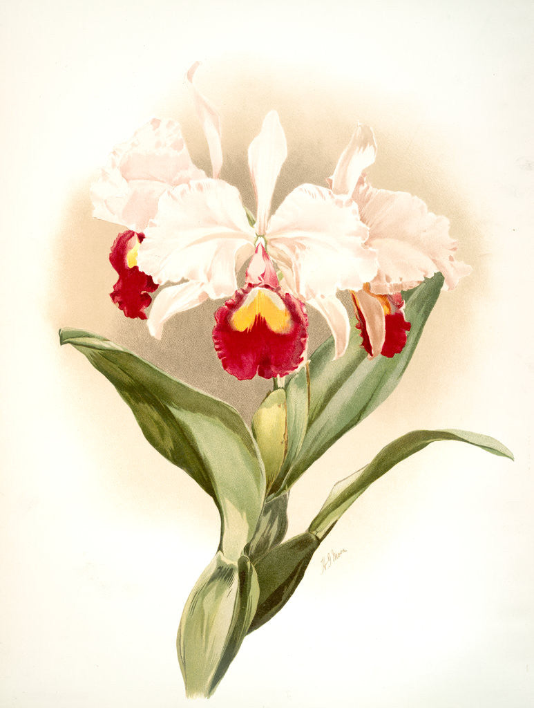 Detail of Cattleya trianaei schroederiana by F. Sander