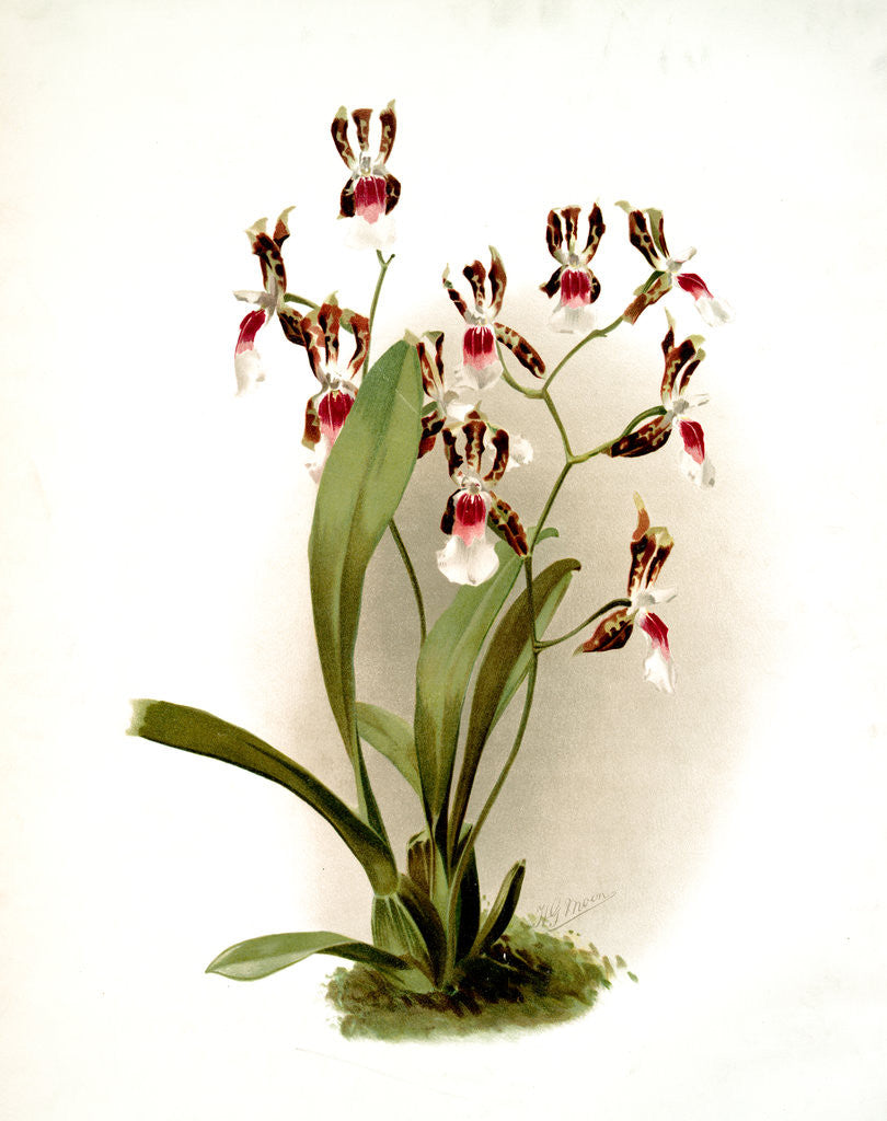 Detail of Odontoglossum schröderianum by F. Sander