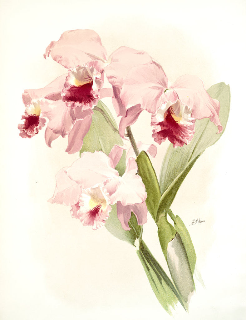 Detail of Cattleya labiata by F. Sander