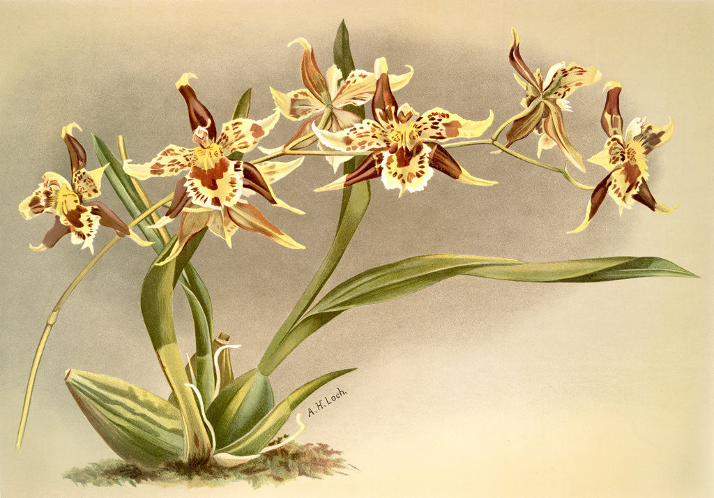 Detail of Odontoglossum Hallii xanthoglossum by F. Sander