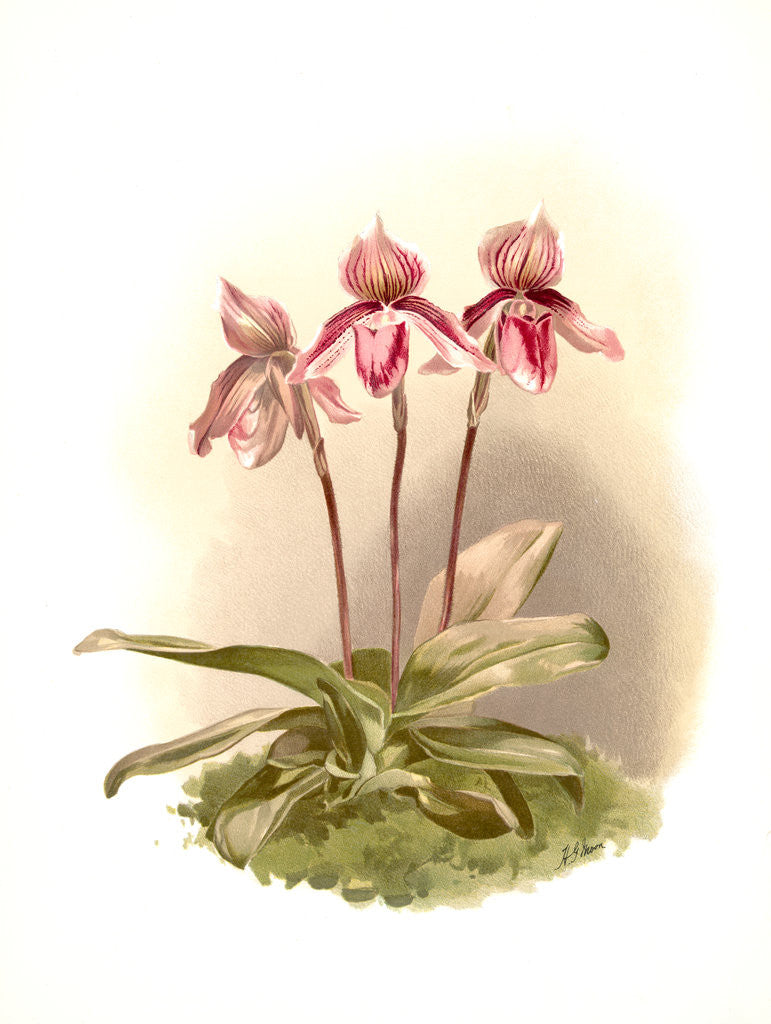 Detail of Cypripedium tautzianum by F. Sander