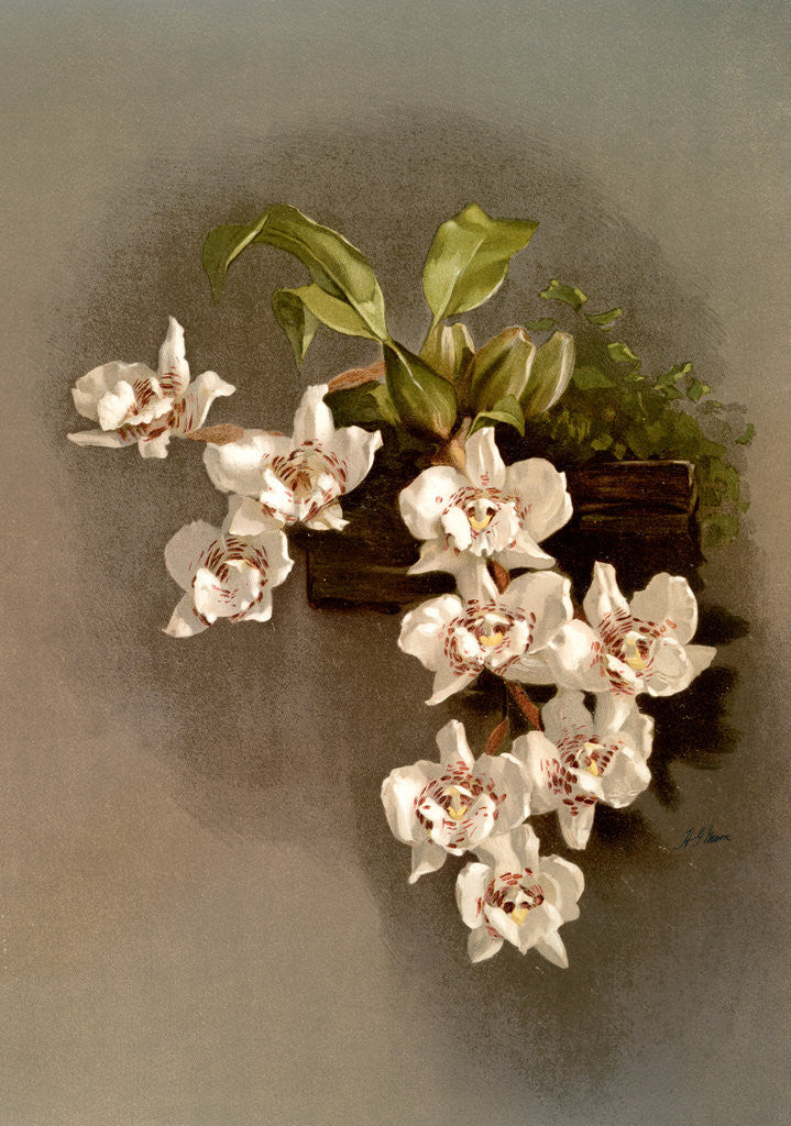 Detail of Odontoglossum cervantesii decorum by F. Sander