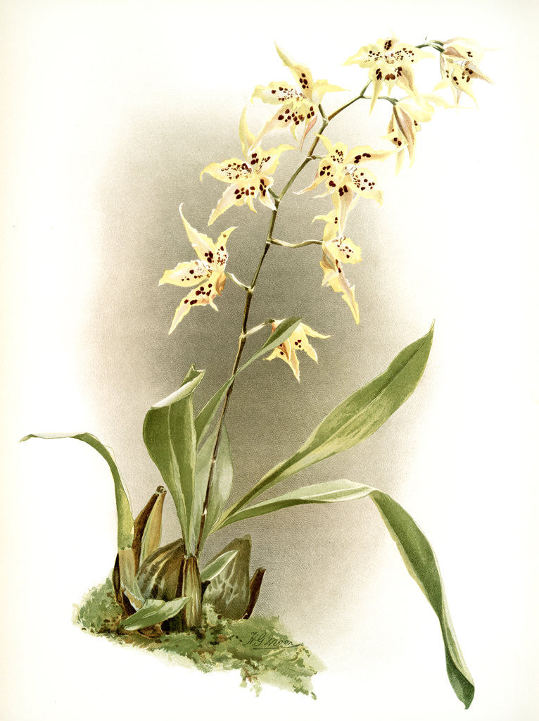 Detail of Odontoglossum hebraicum aspersum by F. Sander