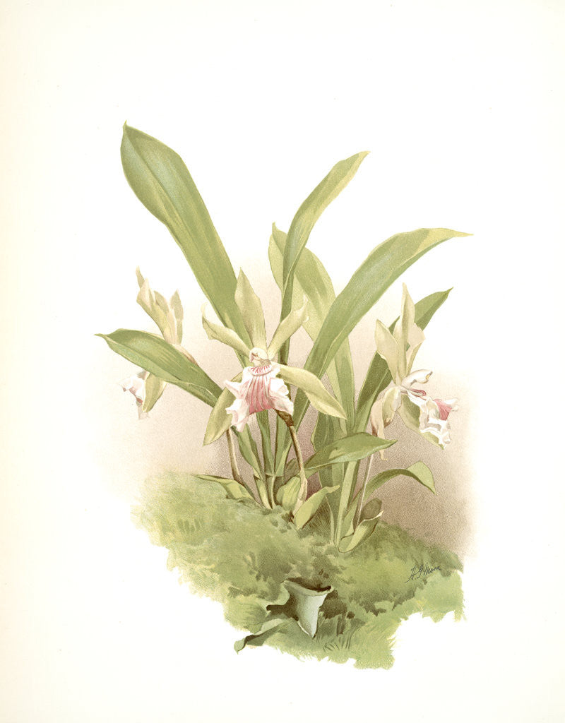 Detail of Zygopetalum wendlandi by F. Sander