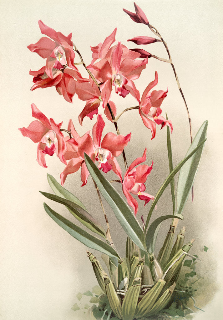 Detail of Laelia gouldiana by F. Sander