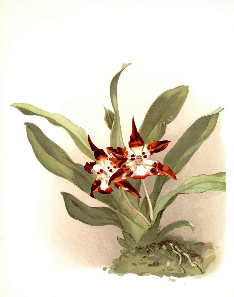 Detail of Zygopetalum burtii by F. Sander