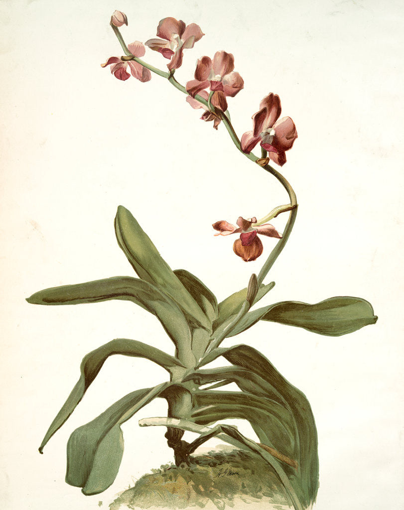 Detail of Vanda parishii var marriottiana by F. Sander