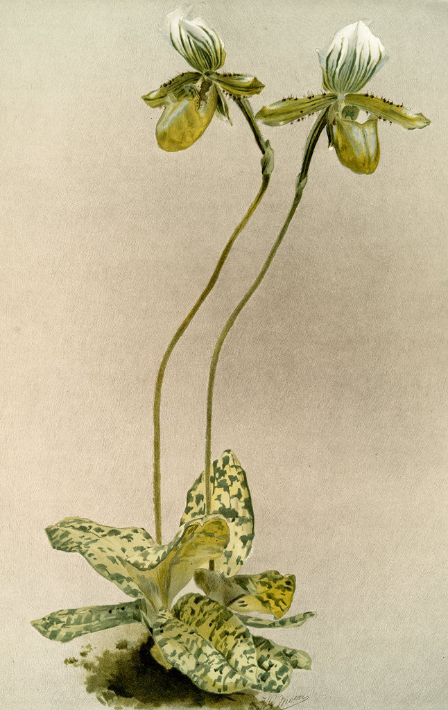 Detail of Cypripedium lawrenceanum hyeanum by F. Sander