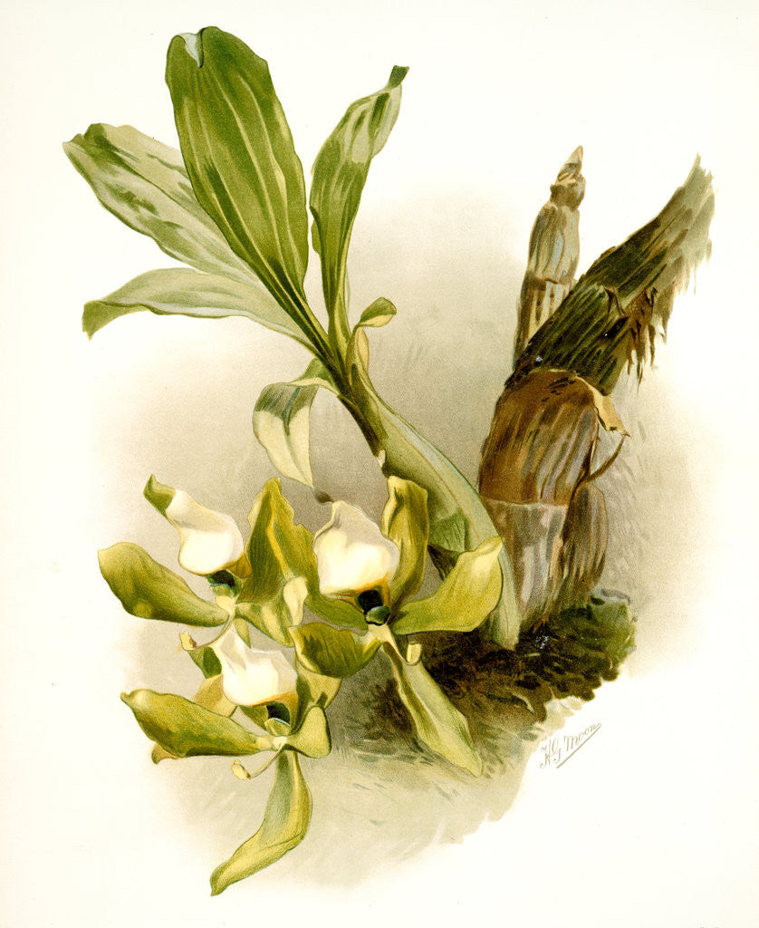 Detail of Cychnoches chlorochilon by F. Sander