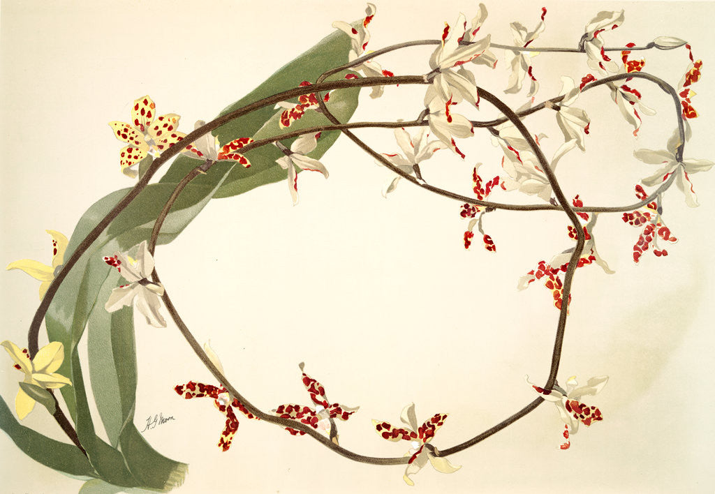 Detail of Renanthera lowii by F. Sander