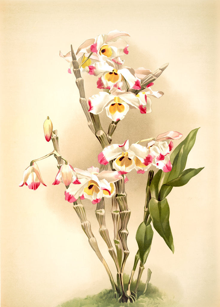 Detail of Dendrobium wardianum by F. Sander