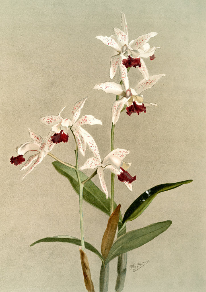 Detail of Cattleya intermedia punctatissima by F. Sander