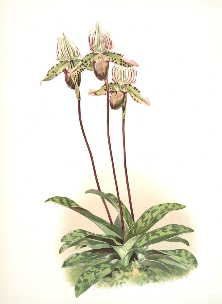 Detail of Cypripedium lo by F. Sander