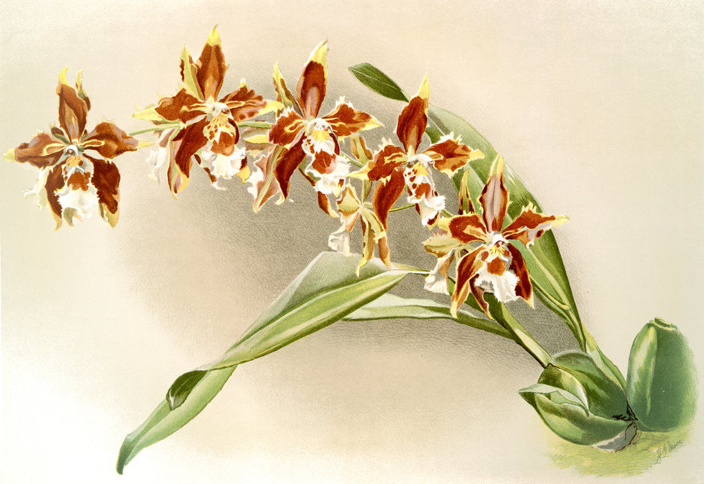Detail of Odontoglossum luteo-purpureum by F. Sander