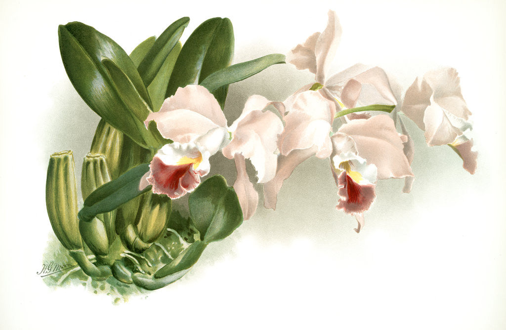 Detail of Cattleya labiata gaskelliana by F. Sander