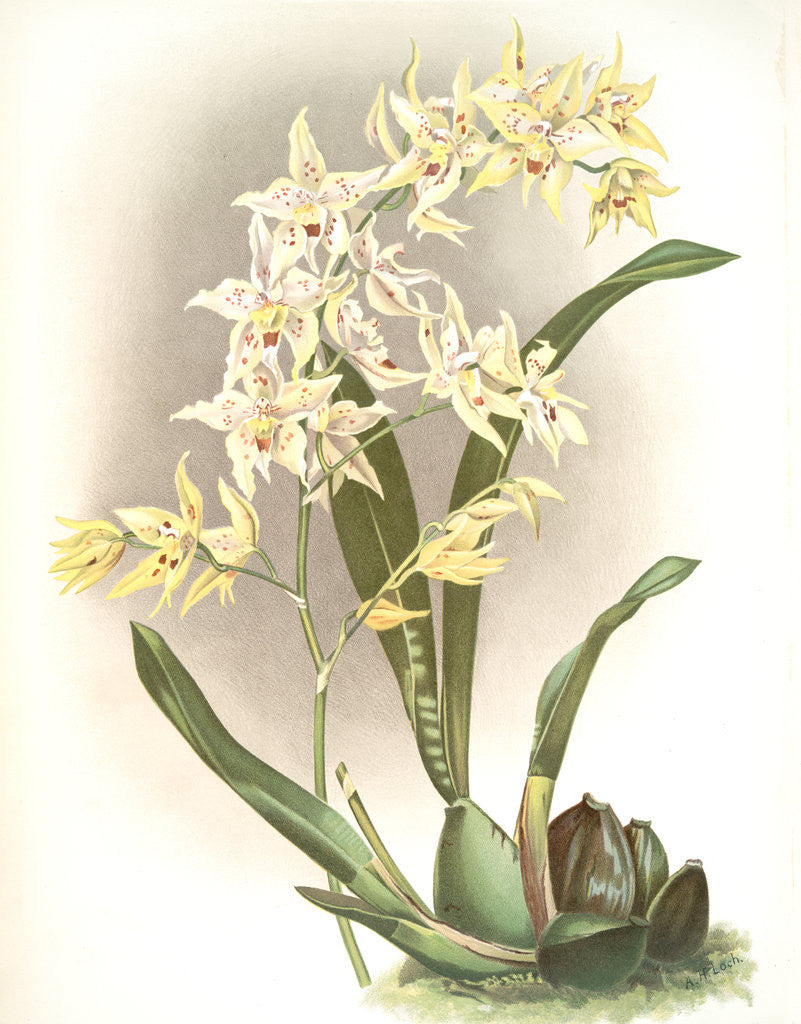 Detail of Odontoglossum hebraicum by F. Sander