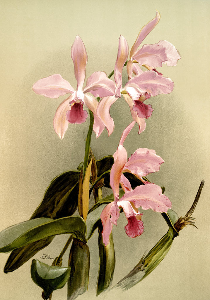 Detail of Cattleya victoria regina by F. Sander