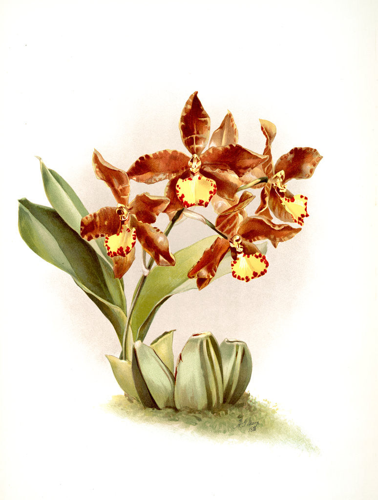 Detail of Odontoglossum insleayi splendens by F. Sander