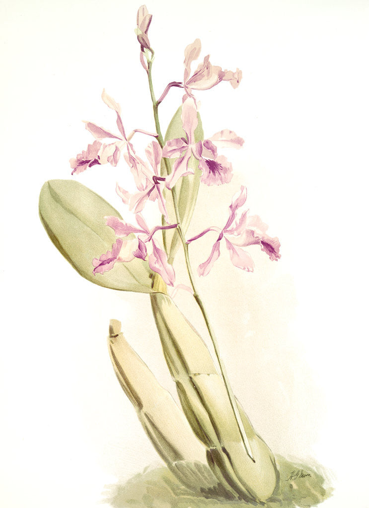 Detail of Schomburgkia sanderiana by F. Sander