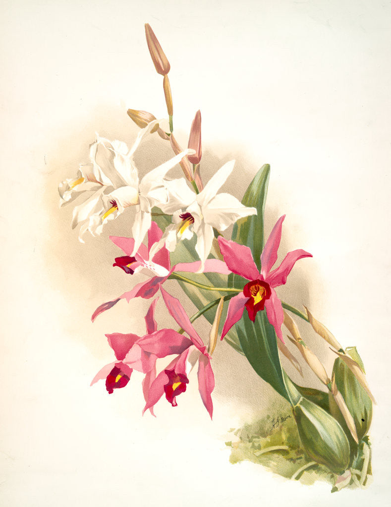 Detail of Laelia anceps Stella & Barkeriana by F. Sander