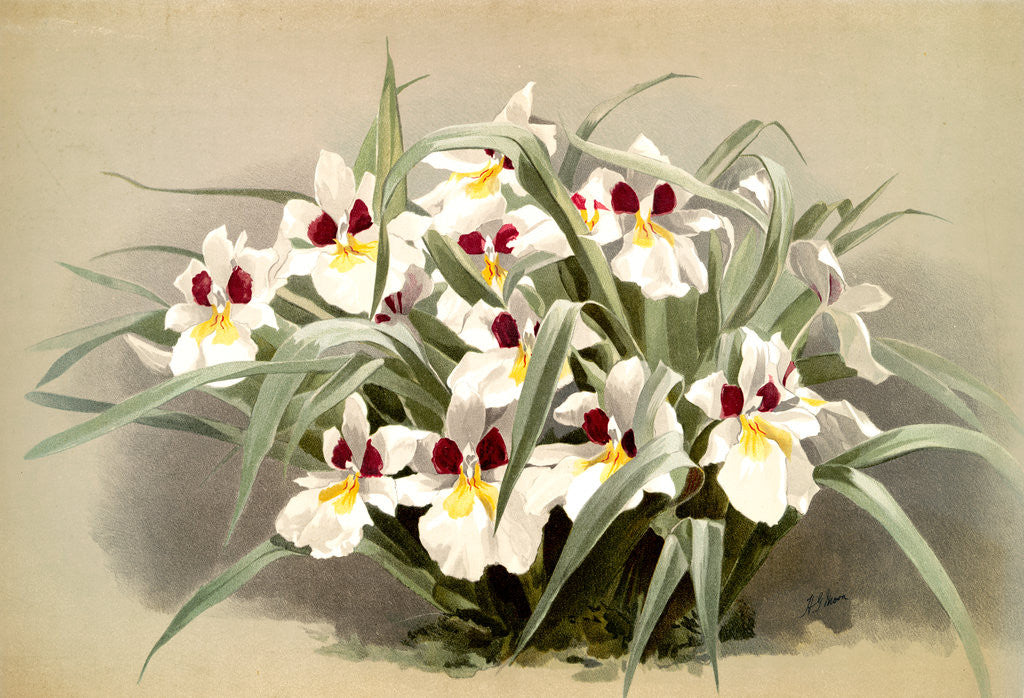 Detail of Odontoglossum roezlii by F. Sander