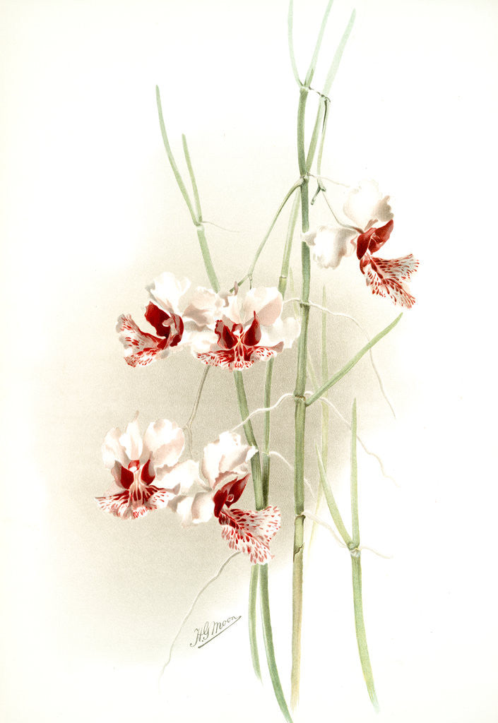 Detail of Vanda hookeriana by F. Sander