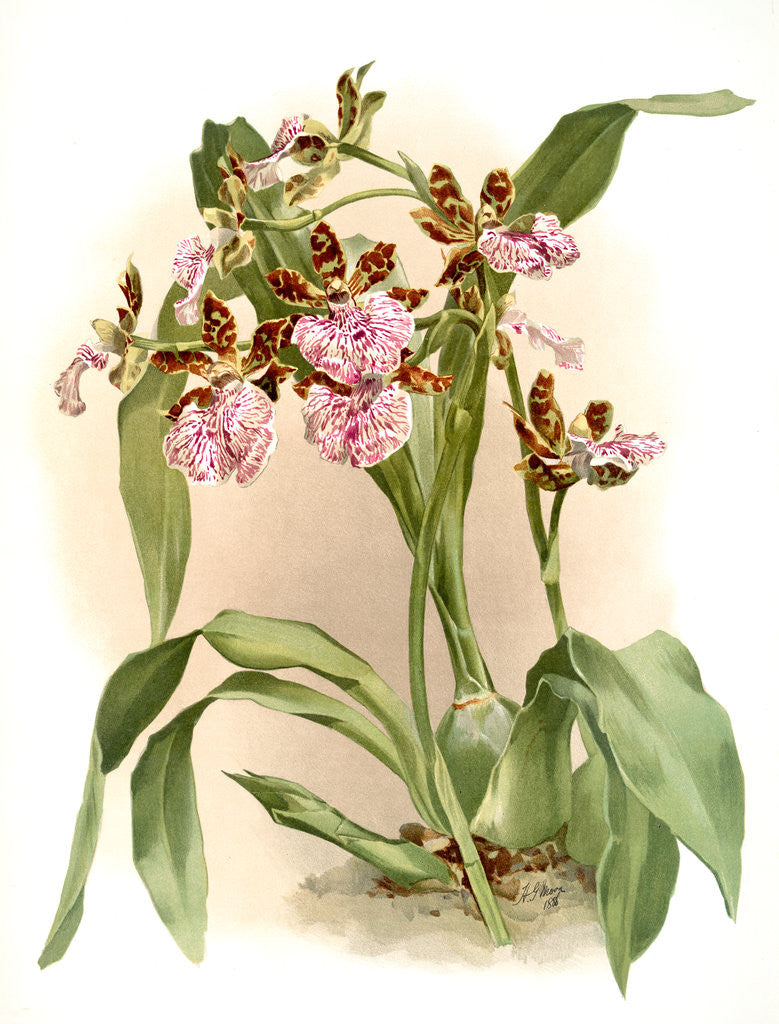 Detail of Zycopetalum intermedium by F. Sander