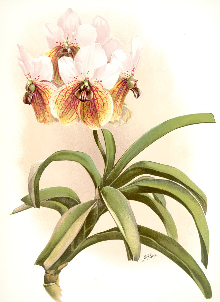 Detail of Vanda sanderiana by F. Sander