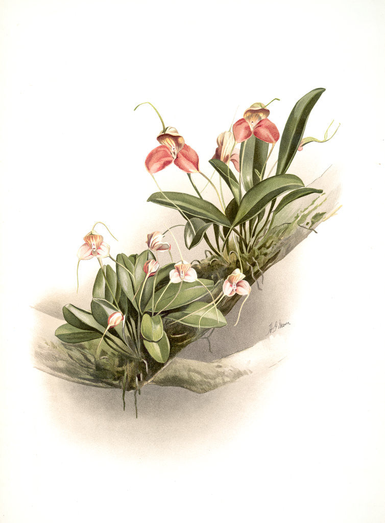 Detail of Masdevallia shuttleworthii and M. xanthocorys by F. Sander