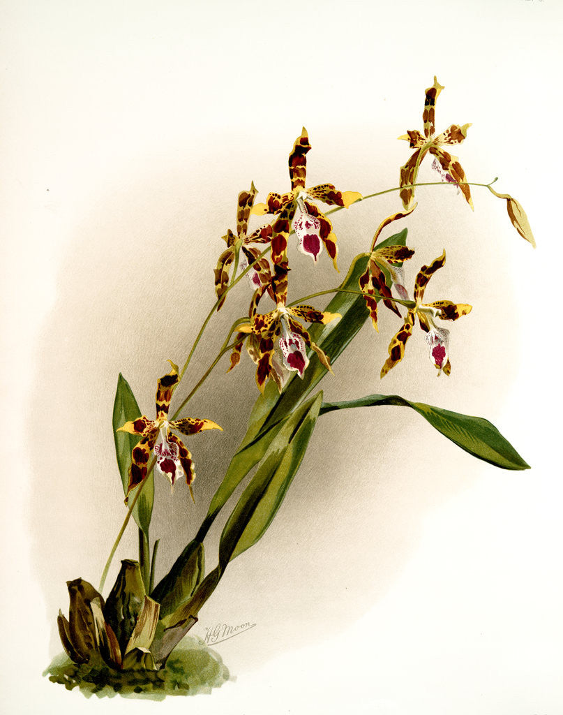 Detail of Odontoglossum wattianum by F. Sander