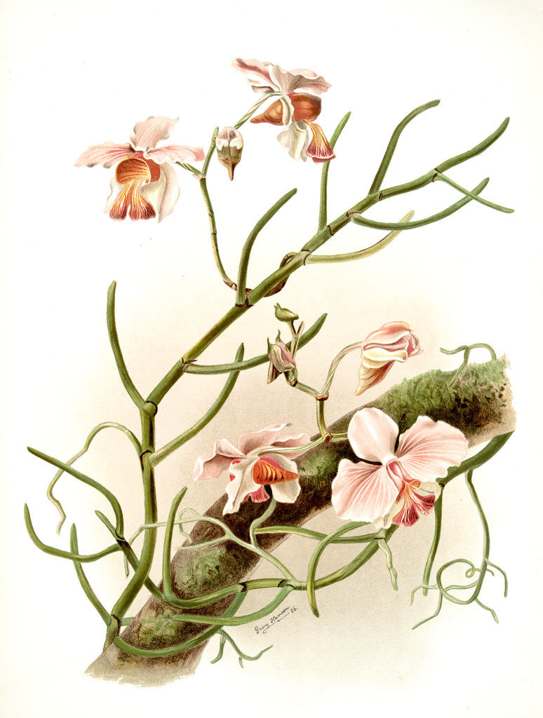 Detail of Vanda teres by F. Sander