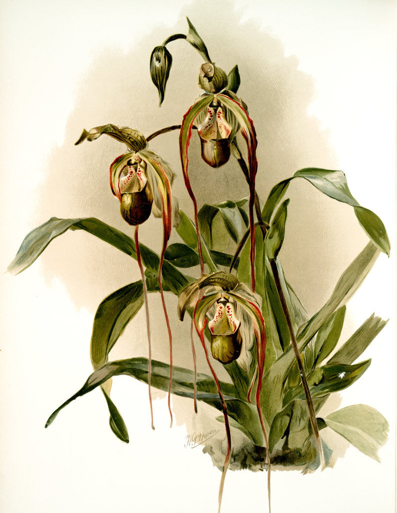 Detail of Selenipedium hybridum nitidissimum by F. Sander