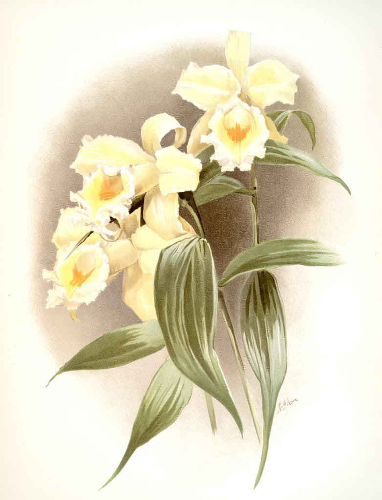 Detail of Sobralia xantholeuca by F. Sander