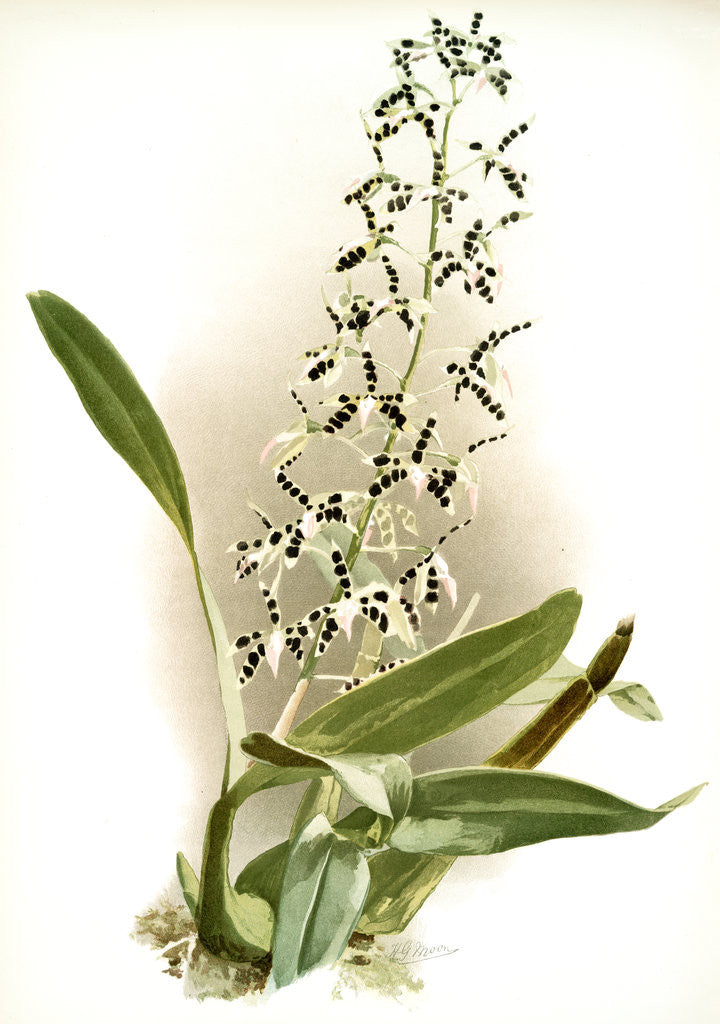 Detail of Epidendrum prismatocarpum by F. Sander