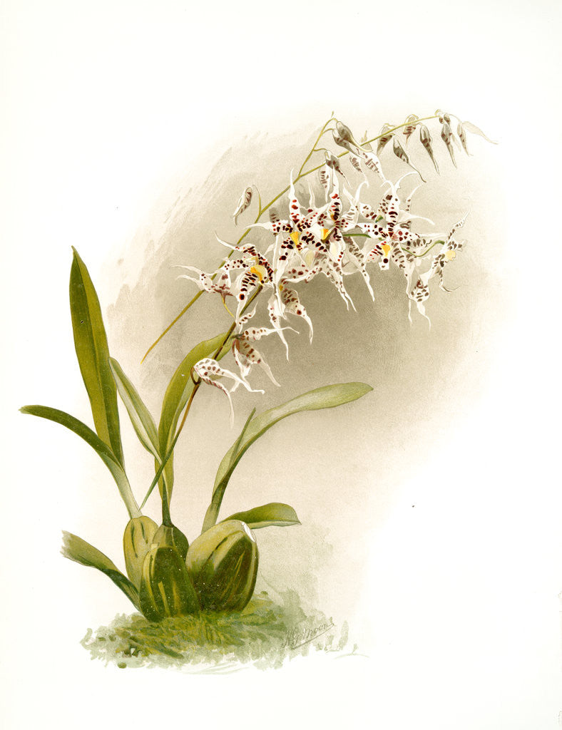 Detail of Odontoglossum naevium by F. Sander