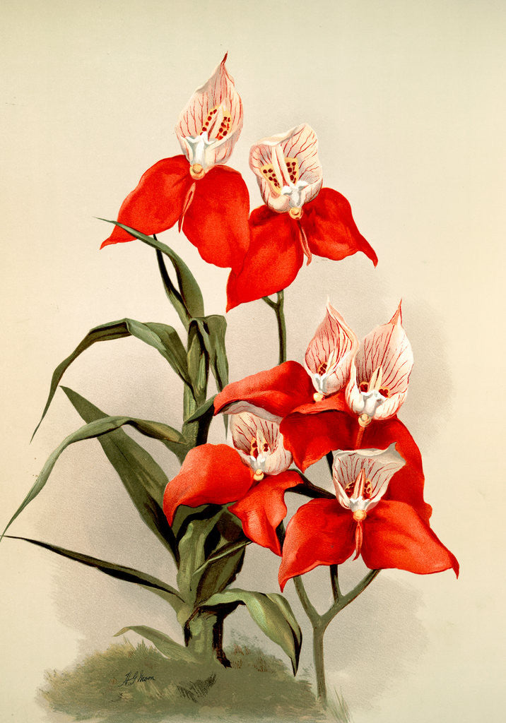 Detail of Disa grandiflora by F. Sander