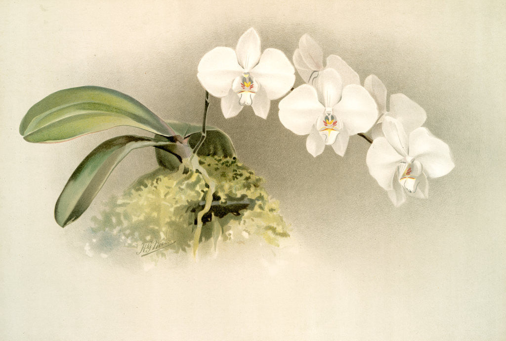 Detail of Phalaenopsis casta by F. Sander