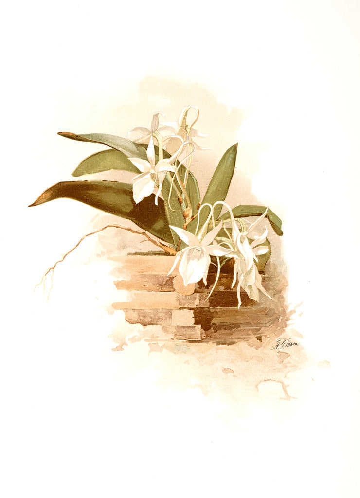 Detail of Angraecum humblotii by F. Sander