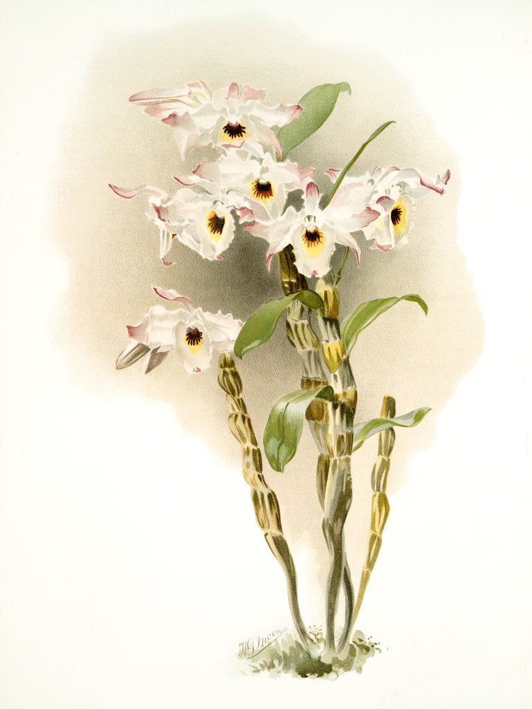 Detail of Dendrobium melanodiscus by F. Sander